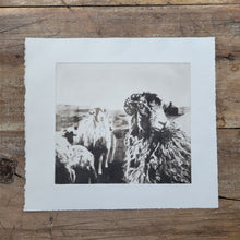 Load image into Gallery viewer, Sheep & Farming Etching Print - Hand-Pulled Intaglio Etching Print from Copperplate – Signed, Numbered