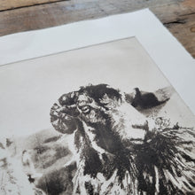 Load image into Gallery viewer, Sheep & Farming Etching Print - Hand-Pulled Intaglio Etching Print from Copperplate – Signed, Numbered