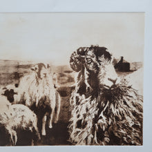 Load image into Gallery viewer, Sheep & Farming Etching Print - Hand-Pulled Intaglio Etching Print from Copperplate – Signed, Numbered