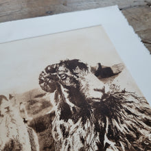 Load image into Gallery viewer, Sheep & Farming Etching Print - Hand-Pulled Intaglio Etching Print from Copperplate – Signed, Numbered