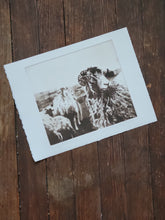 Load image into Gallery viewer, Sheep & Farming Etching Print - Hand-Pulled Intaglio Etching Print from Copperplate – Signed, Numbered