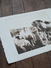 Load image into Gallery viewer, Sheep & Farming Etching Print - Hand-Pulled Intaglio Etching Print from Copperplate – Signed, Numbered