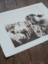 Load image into Gallery viewer, Sheep & Farming Etching Print - Hand-Pulled Intaglio Etching Print from Copperplate – Signed, Numbered