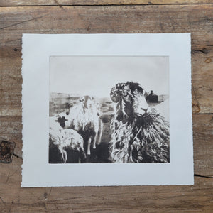 Sheep & Farming Etching Print - Hand-Pulled Intaglio Etching Print from Copperplate – Signed, Numbered