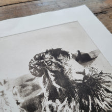 Load image into Gallery viewer, Sheep &amp; Farming Etching Print - Hand-Pulled Intaglio Etching Print from Copperplate – Signed, Numbered
