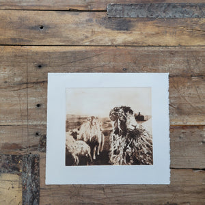 Sheep & Farming Etching Print - Hand-Pulled Intaglio Etching Print from Copperplate – Signed, Numbered